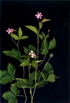 86	Rubus Arcticus Extract 